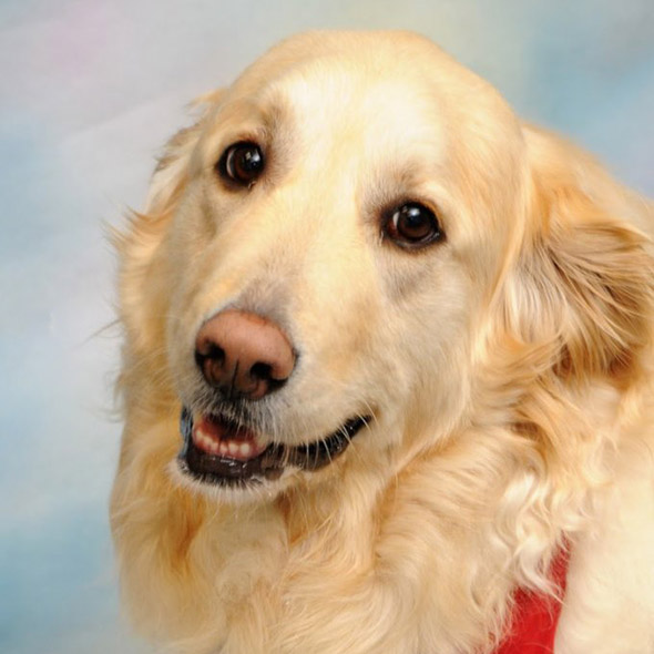 Meet Aspen - Certified Therapy Dog